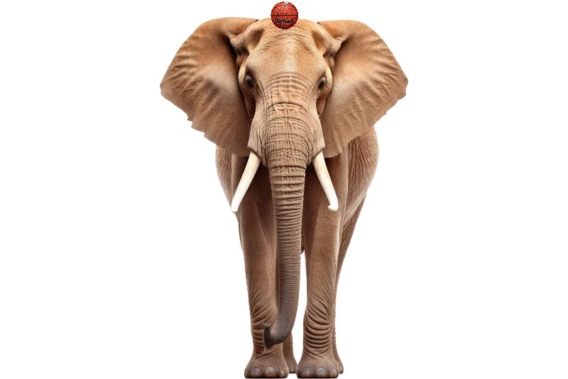 Sizeall - Compare African Elephant Vs Nba Basketball Ball Vs Table 